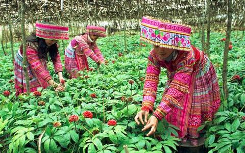 三七粉價(jià)格，三七花價(jià)格，三七的功效